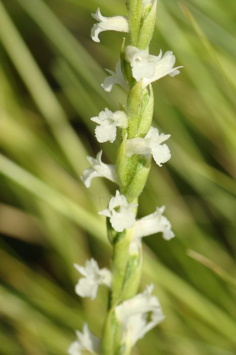 Spiranthes aestivalis