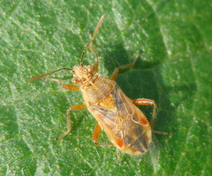 Rhopalidae: Liorhyssus hyalinus dell''Algarve (P)