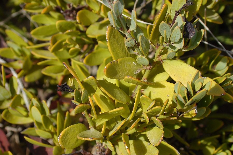 Osyris lanceolata - Algarve