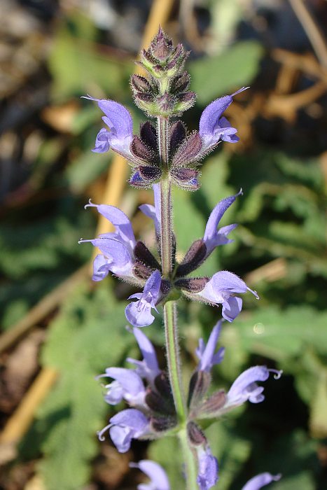 Salvia verbenaca