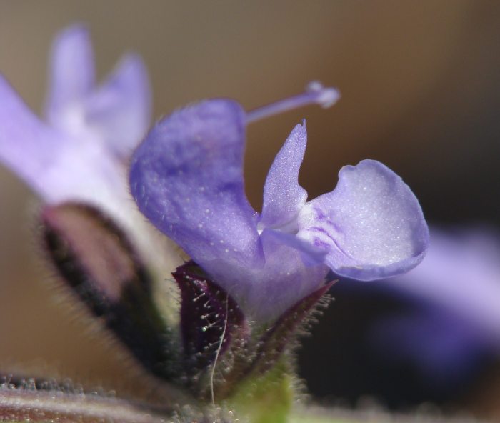 Salvia verbenaca