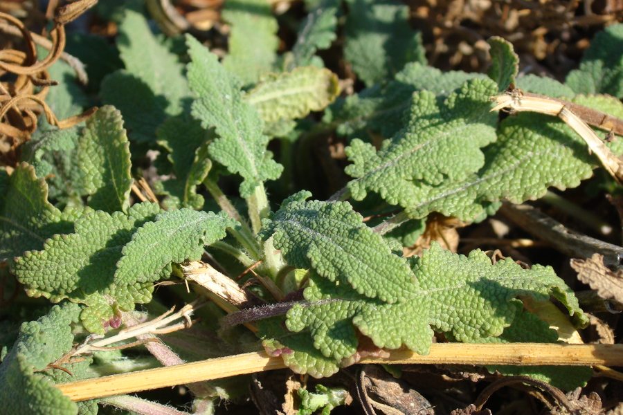 Salvia verbenaca