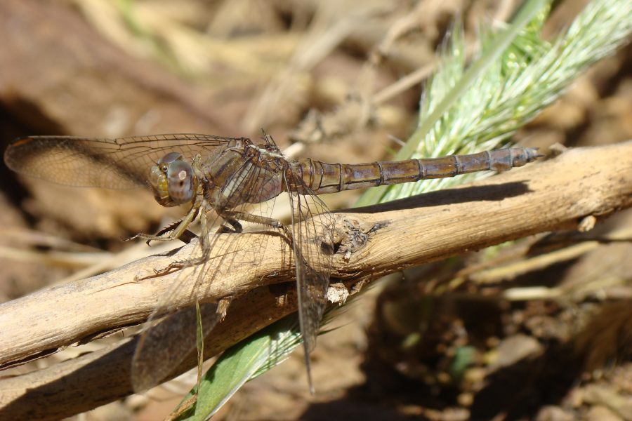 Orthetrum coerulescens ?