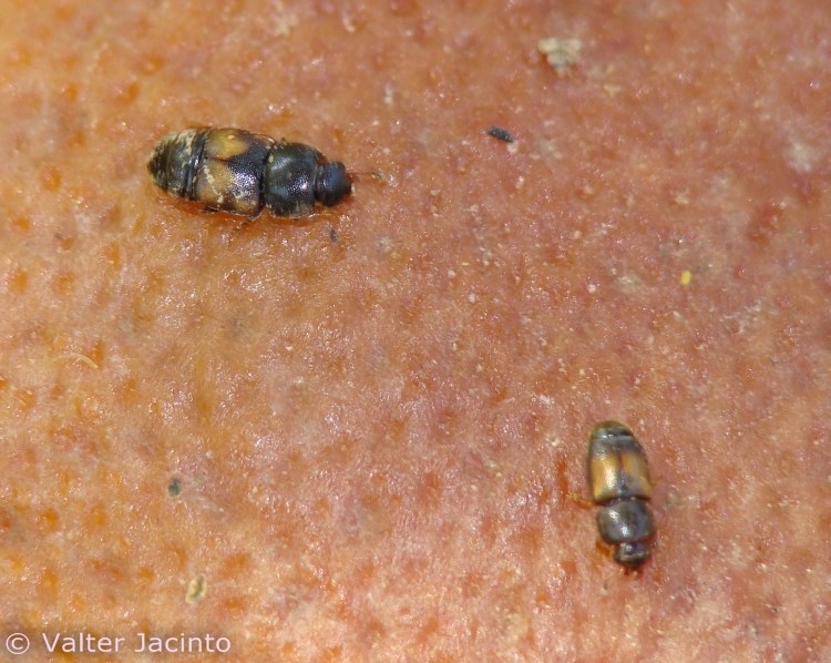 Carpophilus sp. (Nitidulidae) dal Portogallo