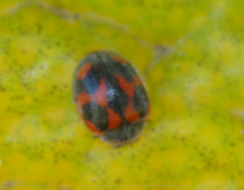 da identificare II: Rodolia cardinalis