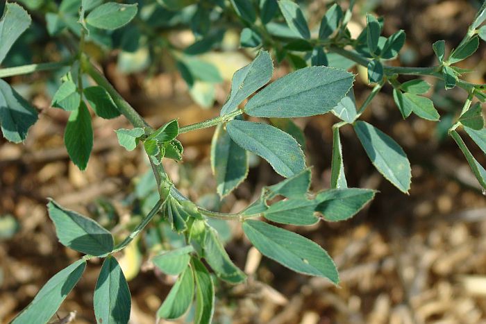 Medicago sativa