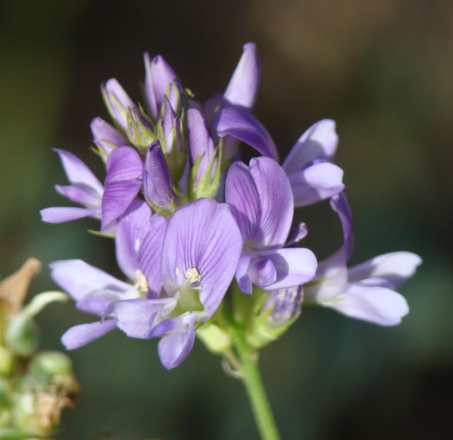 Medicago sativa