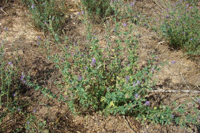 Medicago sativa