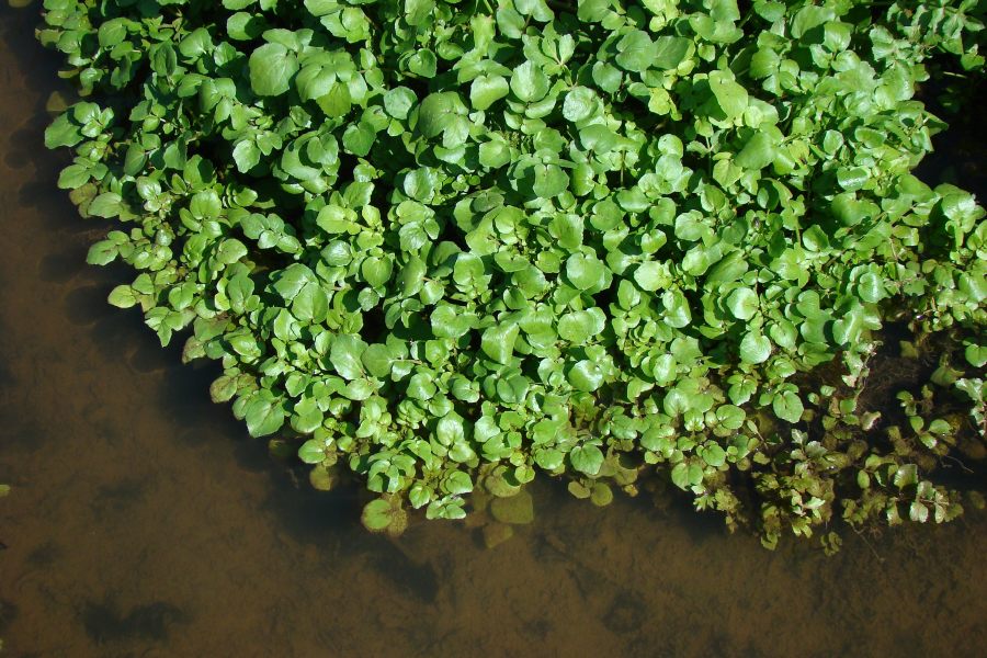 Nasturtium officinale