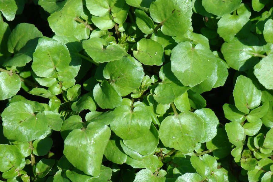 Nasturtium officinale