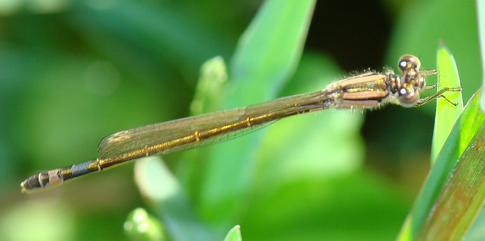 da determinare: Ischnura graelsii