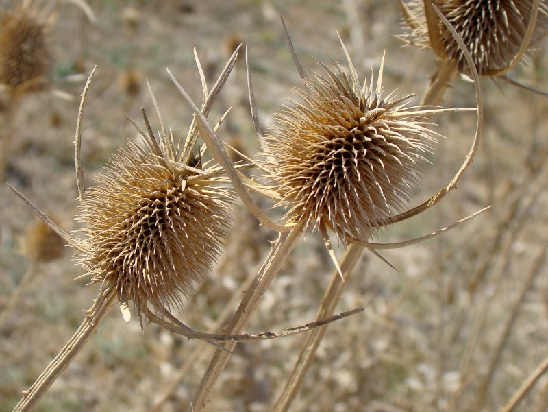 Dipsacus sp.