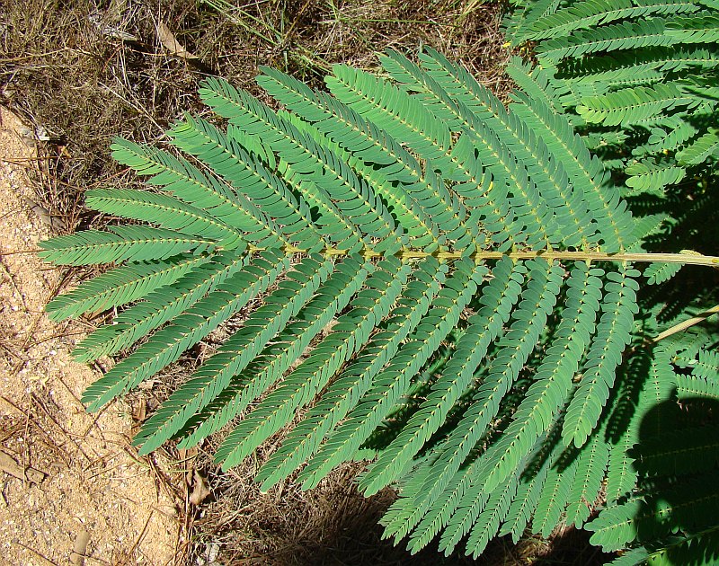 Albizia julibrissin