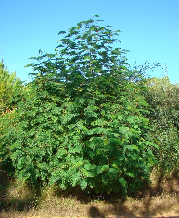 Albizia julibrissin