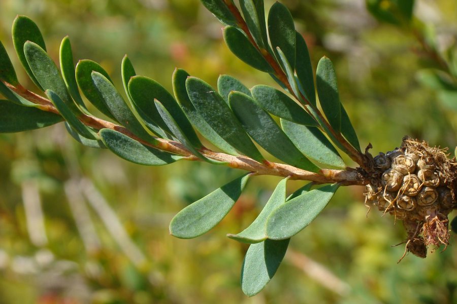 Callistemon sp.