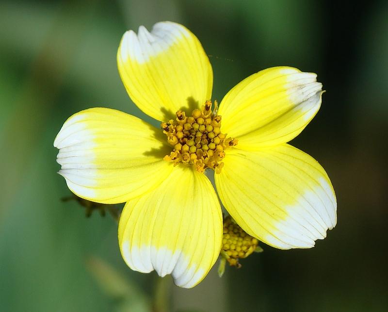 Bidens aurea / Forbicina lineare