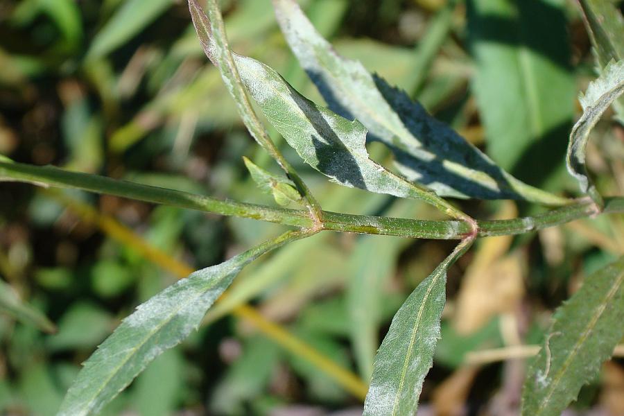 Bidens aurea / Forbicina lineare