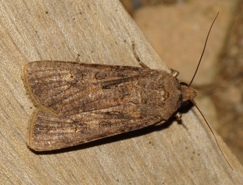 da identificare XIII - Agrotis segetum