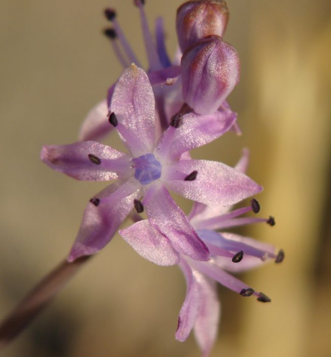 Prospero autumnale / Scilla autunnale