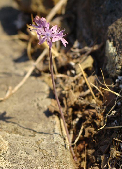 Prospero autumnale / Scilla autunnale