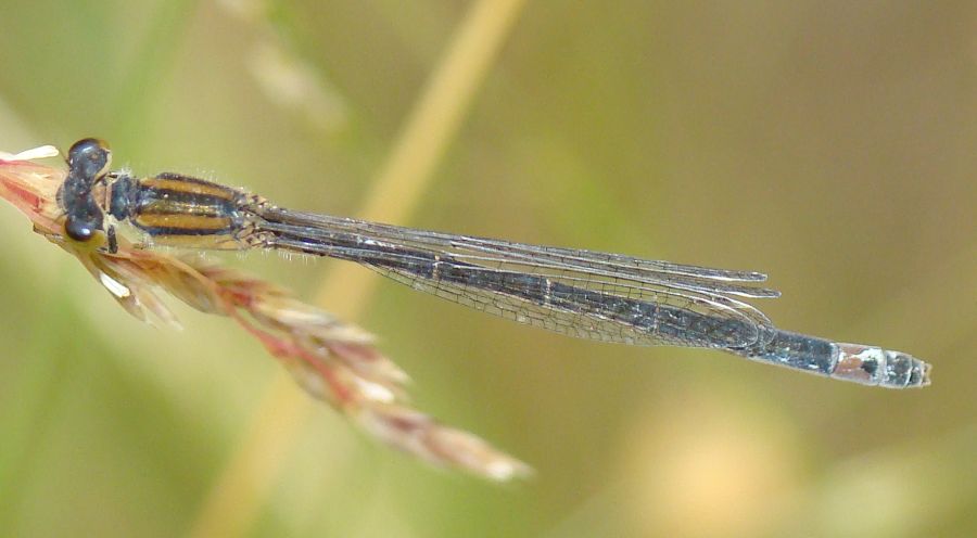 Platycnemis latipes ?