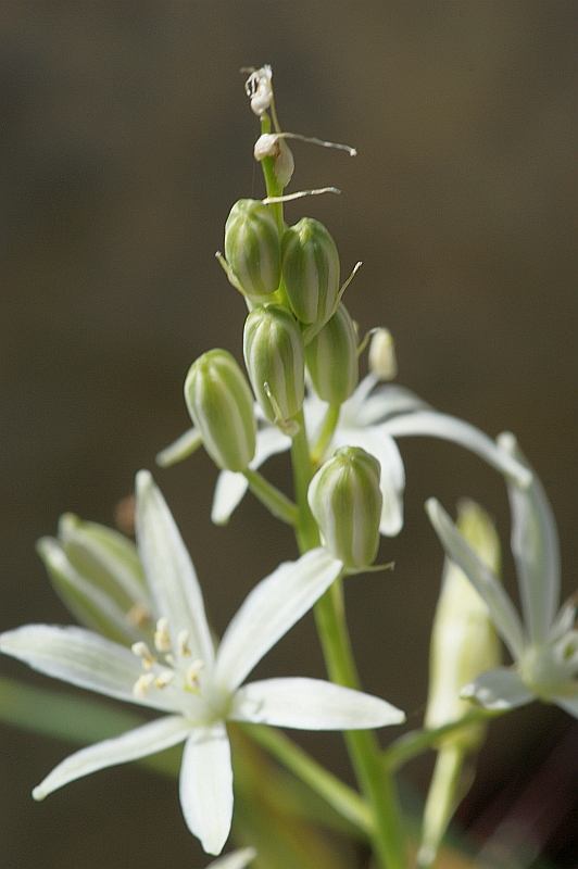 Loncomelos narbonensis