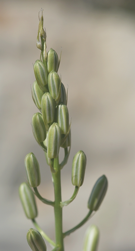 Loncomelos narbonensis