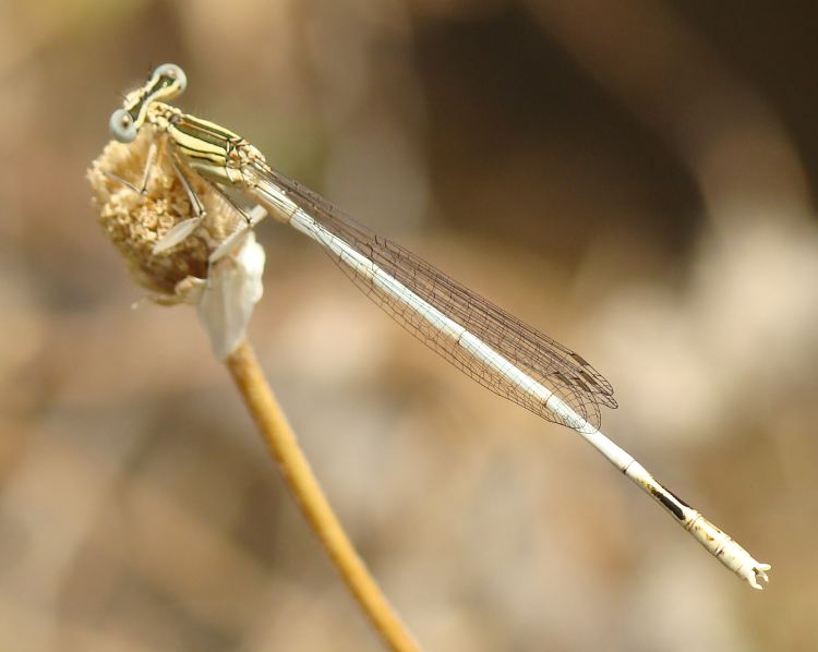 Platycnemis latipes ?