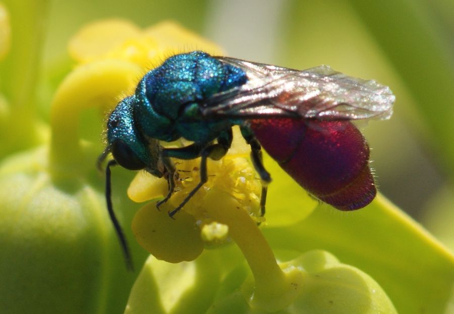 Chrysura cfr refulgens