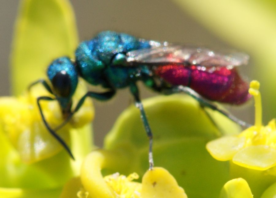 Chrysura cfr refulgens