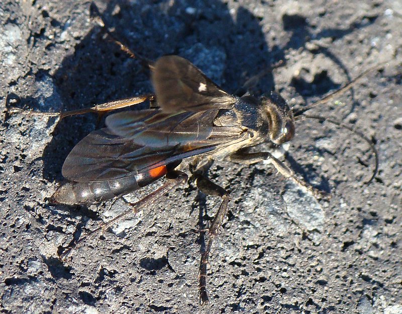 Arachnospila cfr ausa (Pompilidae)