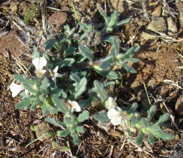 Ajuga iva /  Iva moscata