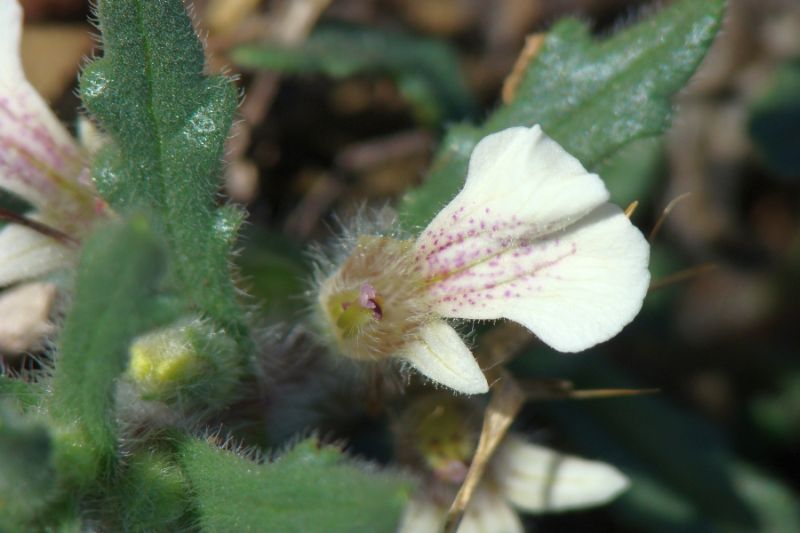 Ajuga iva /  Iva moscata