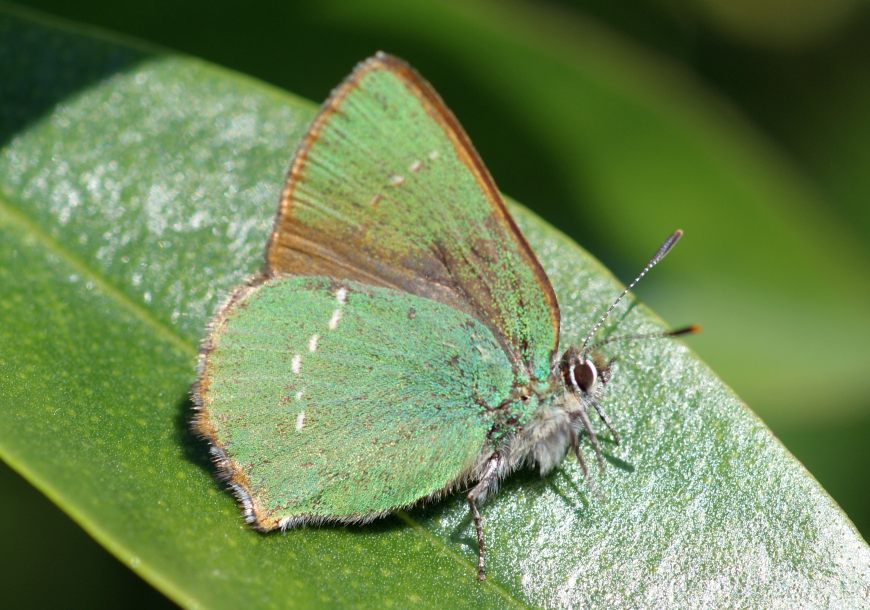 Tomares ballus ??? - No, Callophrys rubi