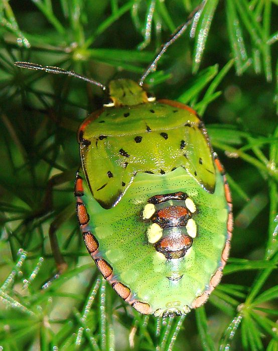 Pentatomidae: Nezara viridula dell''Algarve (P)