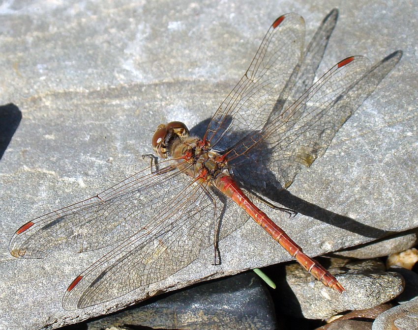 Sympetrum fonscolombii ??? no, striolatum