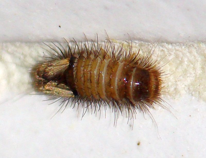 Lepidoptera ??? Larva di Anthrenus