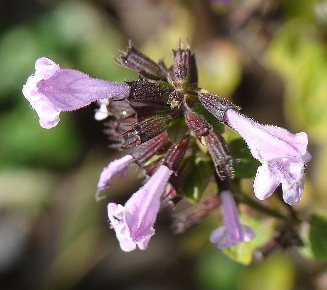 Calamintha nepeta