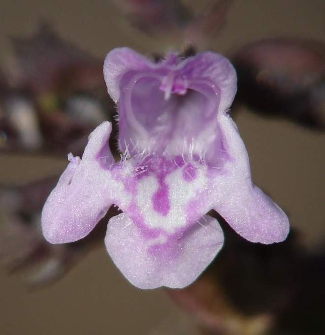 Calamintha nepeta