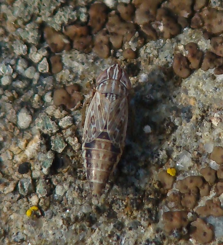 Fam: Cicadellidae, Sott: Deltocephalinae - Portogallo