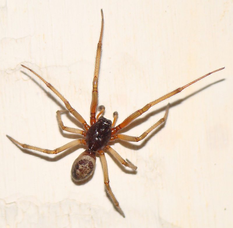 Steatoda nobilis