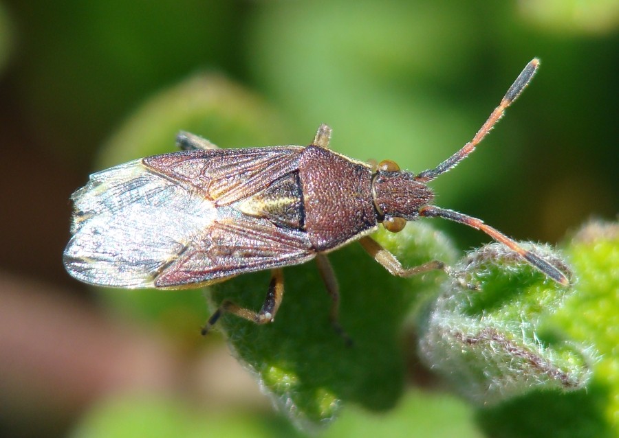 Rhopalidae: Maccevethus sp.