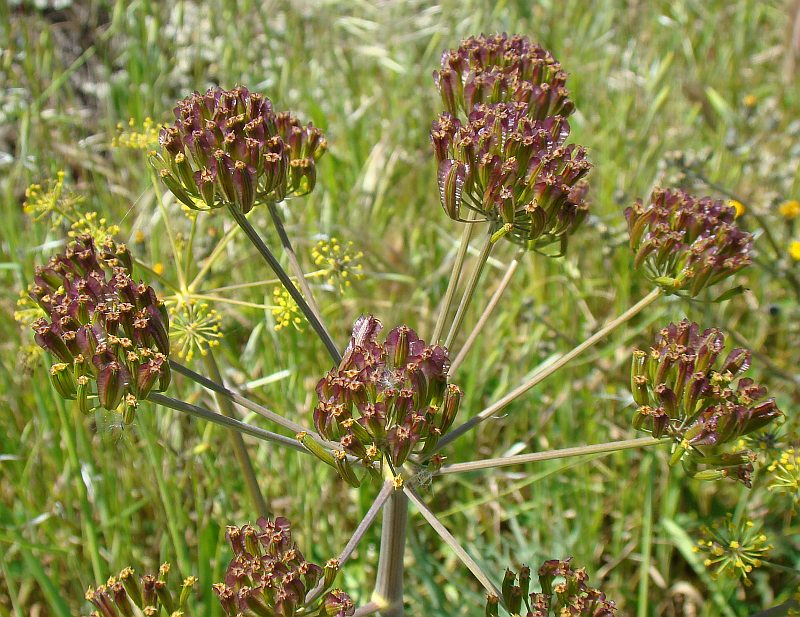 Thapsia garganica