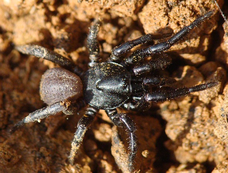 Ummidia sp. - Algarve (Portogallo)