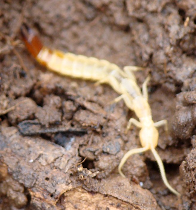 Japygidae (Diplura)