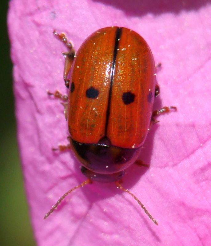 Chrysomelidae da determinare