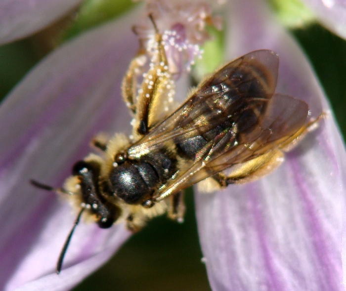 Andrena sp.