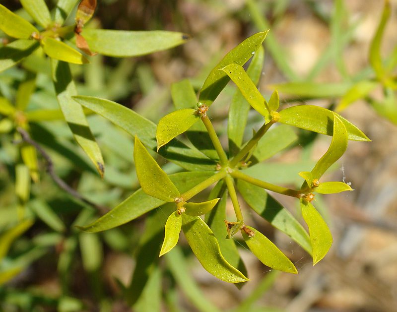 Euphorbia baetica