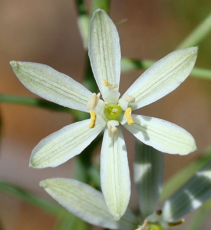 Loncomelos narbonensis