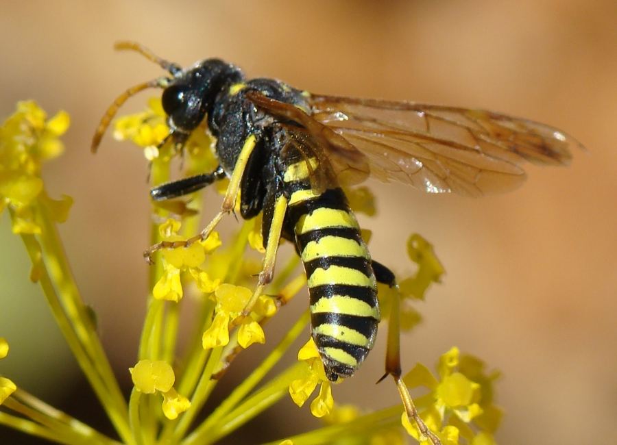 Da determinare - Tenthredo sp.